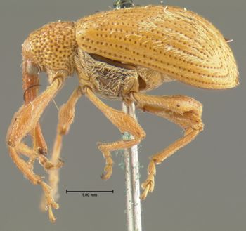 Media type: image;   Entomology 1961 Aspect: habitus lateral view